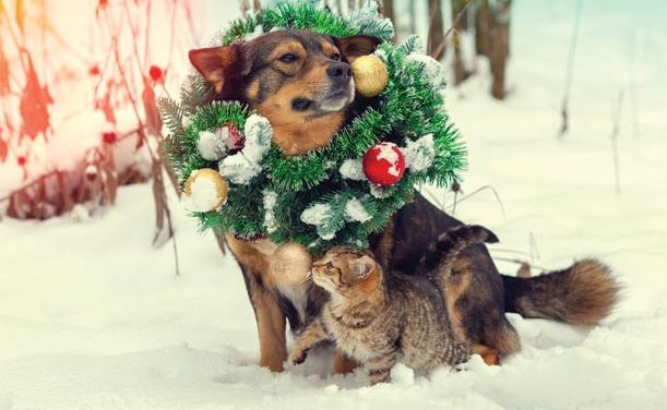 Hosting A Party With Our Best Friends!